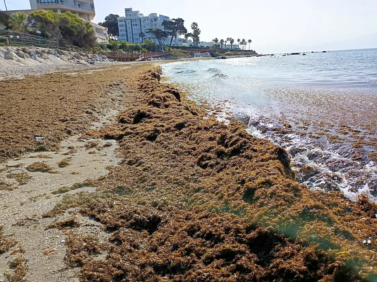 El imparable ejército de clones del alga asiática invasora que arrasa el litoral español
