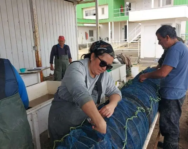 Indespa destinará más de $2.400 millones para fortalecer los cultivos de ostiones, ostras, choritos y algas en Chile